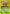 Weezing (45)