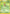 Treecko (76)