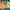 Pokemon TCG: Miraidon ex League Battle Deck