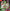Pokémon TCG: Scarlet & Violet 6.5 - Shrouded Fable Illustration Rare Collection