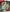 Pokémon TCG: Scarlet & Violet 6.5 - Shrouded Fable Illustration Rare Collection
